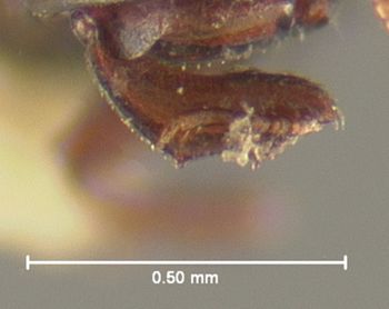 Media type: image;   Entomology 25571 Aspect: front tibia